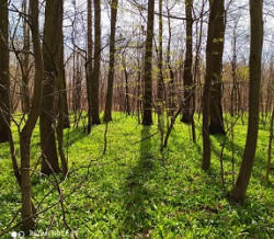 Někteří už ušli víc než 1 milion kroků